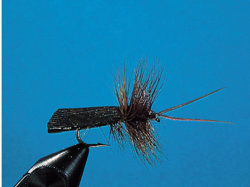 Darkbrown Sedge