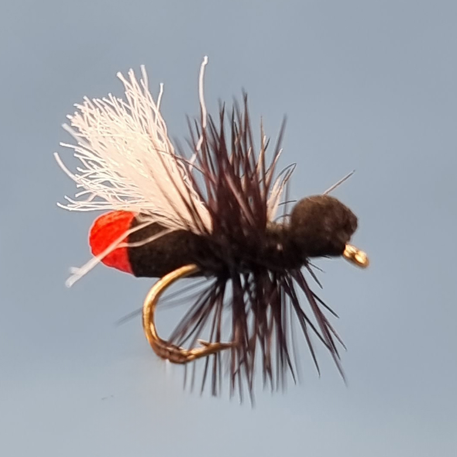 Red Butt Ant Red Butt Ant