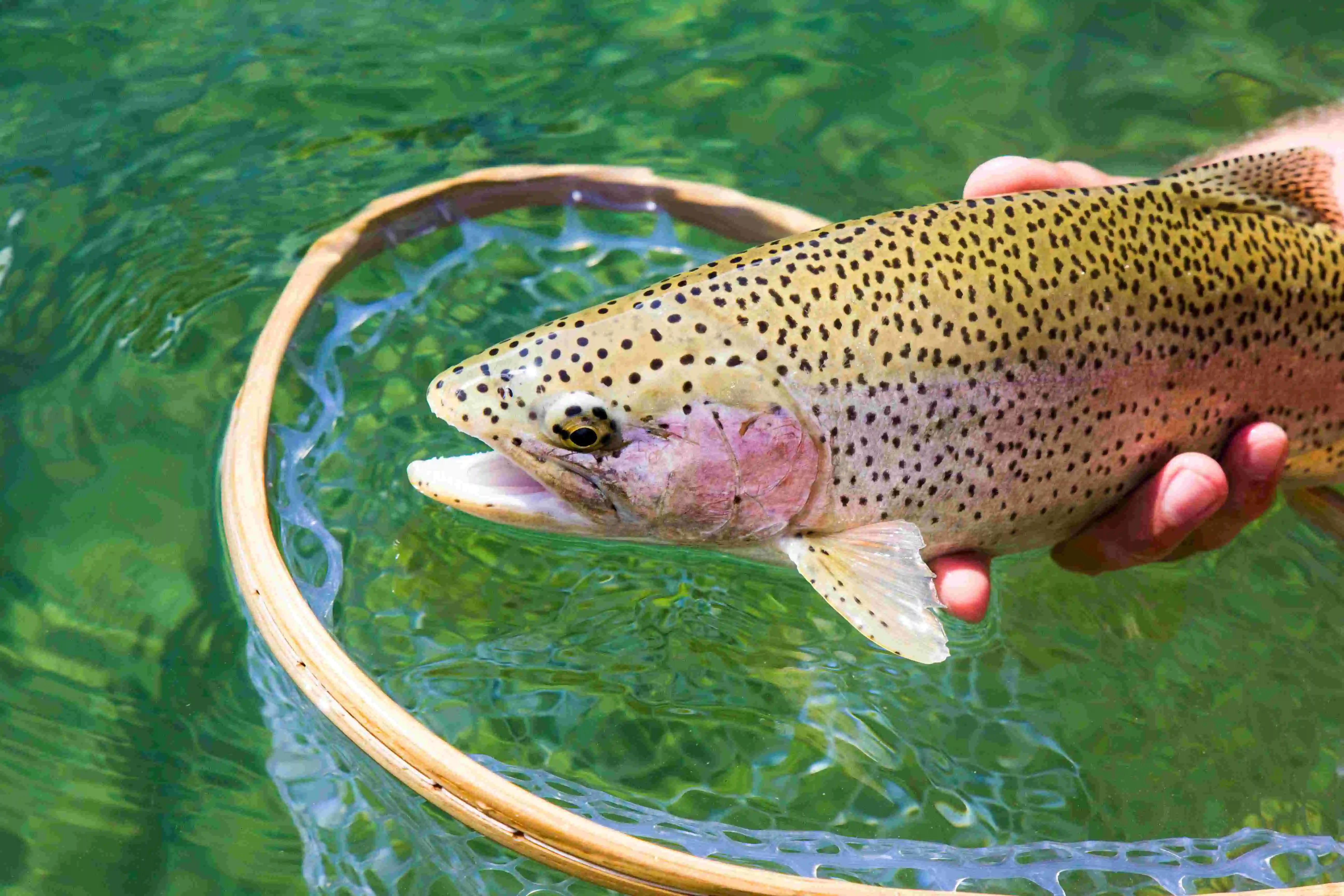Fliegenfischen - Regenbogenforelle aus der Deutschen Traun - Rudi Heger Fliegenfischen - Regenbogenforelle aus der Deutschen Traun - Rudi Heger