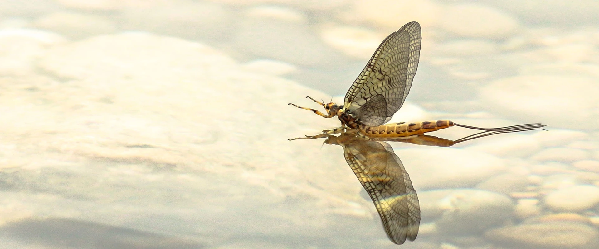 Fliegenfischen - Maifliege auf der Wasseroberfläche Maifliege auf der Wasseroberfläche