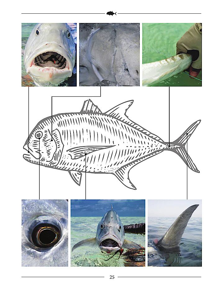 GT - A Flyfisher's Guide to Giant Trevally