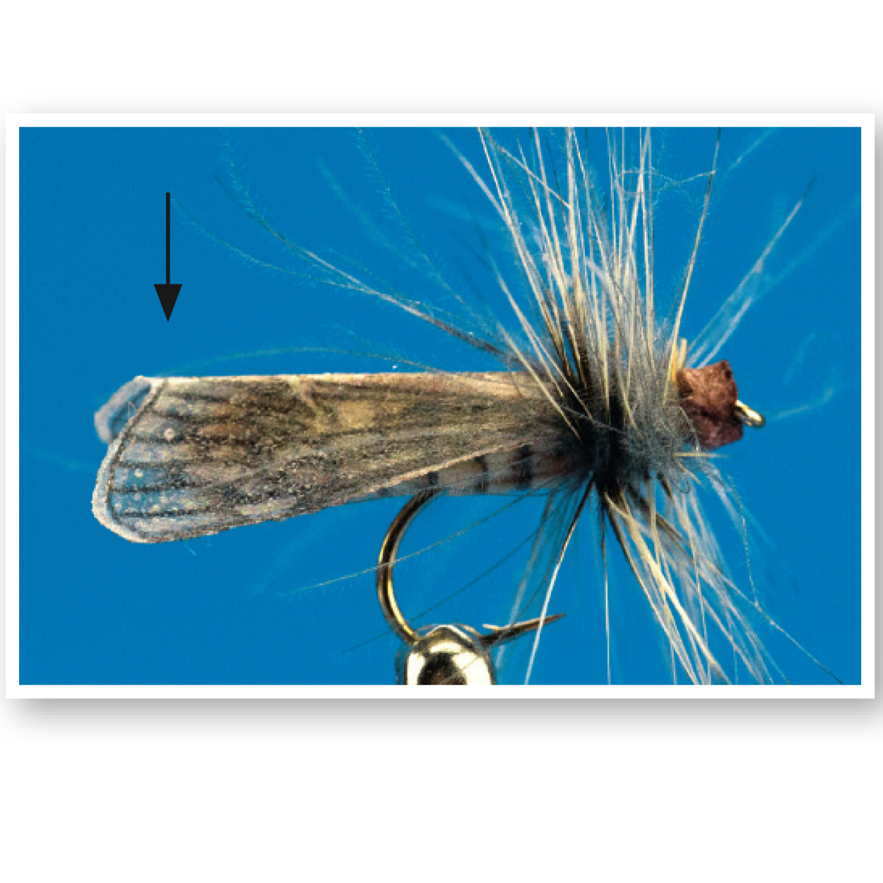 True Wings Caddis