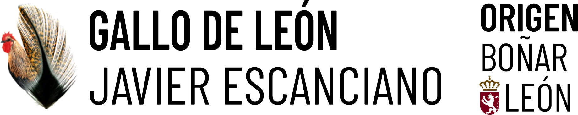 Gallo de León