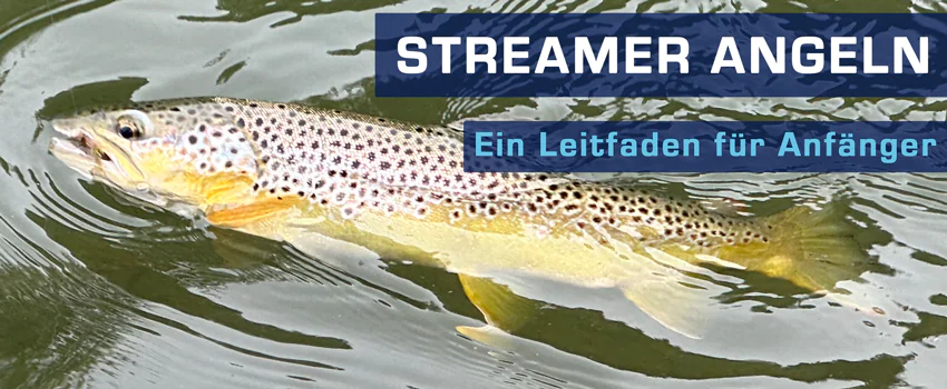 Tolle bayerischen Bachforelle beim Fliegenfischen mit Streamer Bachforelle mit Forellen Streamer - Rudi Heger