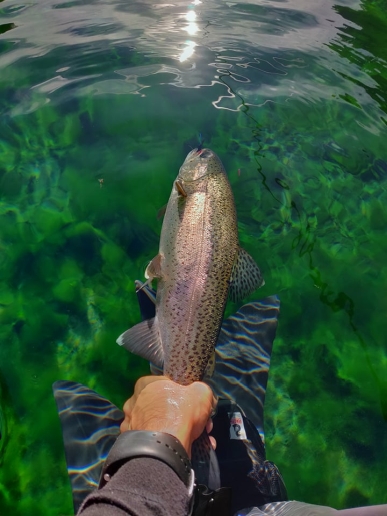 Regenbogenforelle aus dem Förchensee / Fliegenfischen / Belly Boot