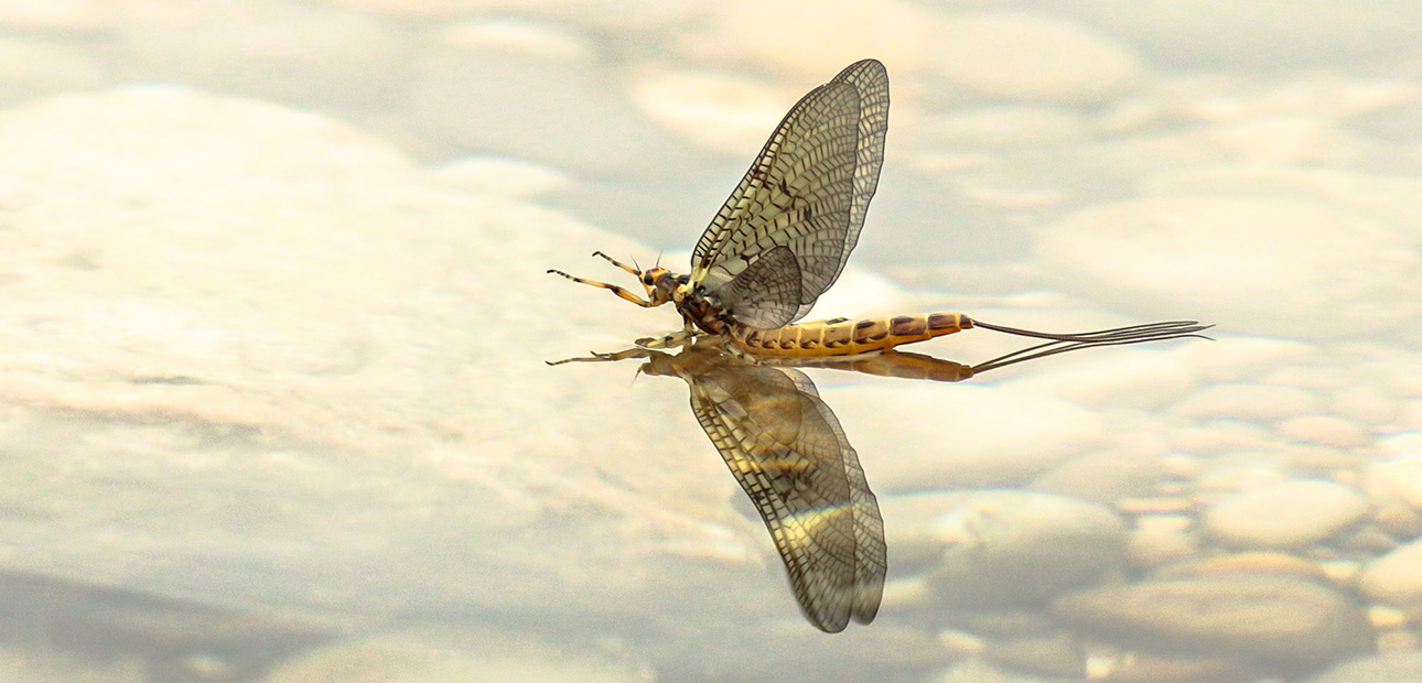 Maifliege auf Wasseroberfläche