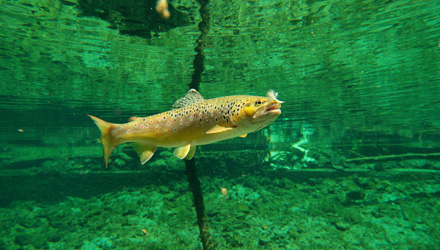 Bachforelle aus dem Förchensee beim Fliegenfischen