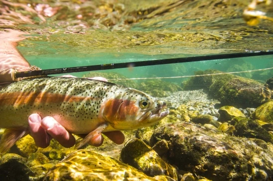 Regenbogenforelle aus der Weißen Traun - Unterwasser mit Fliegenrute Regenbogenforelle aus der Weißen Traun - Unterwasser mit Fliegenrute