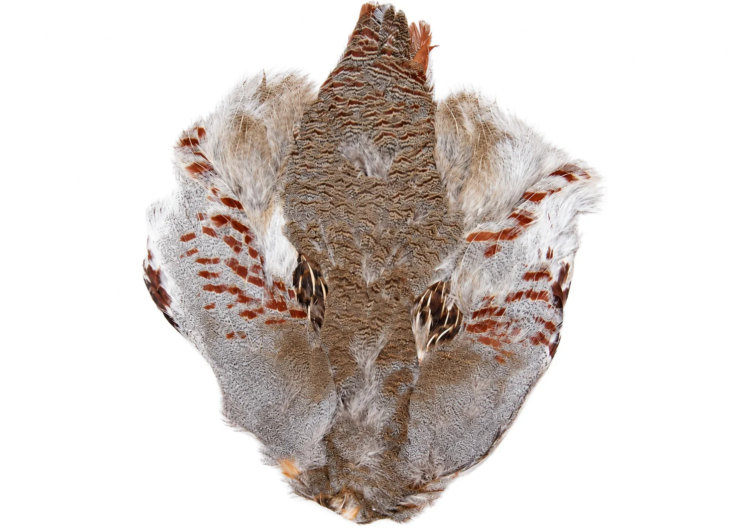 Vogelfedern, Naturfedern, Braun gemustert, Weiß-braun, Gefieder