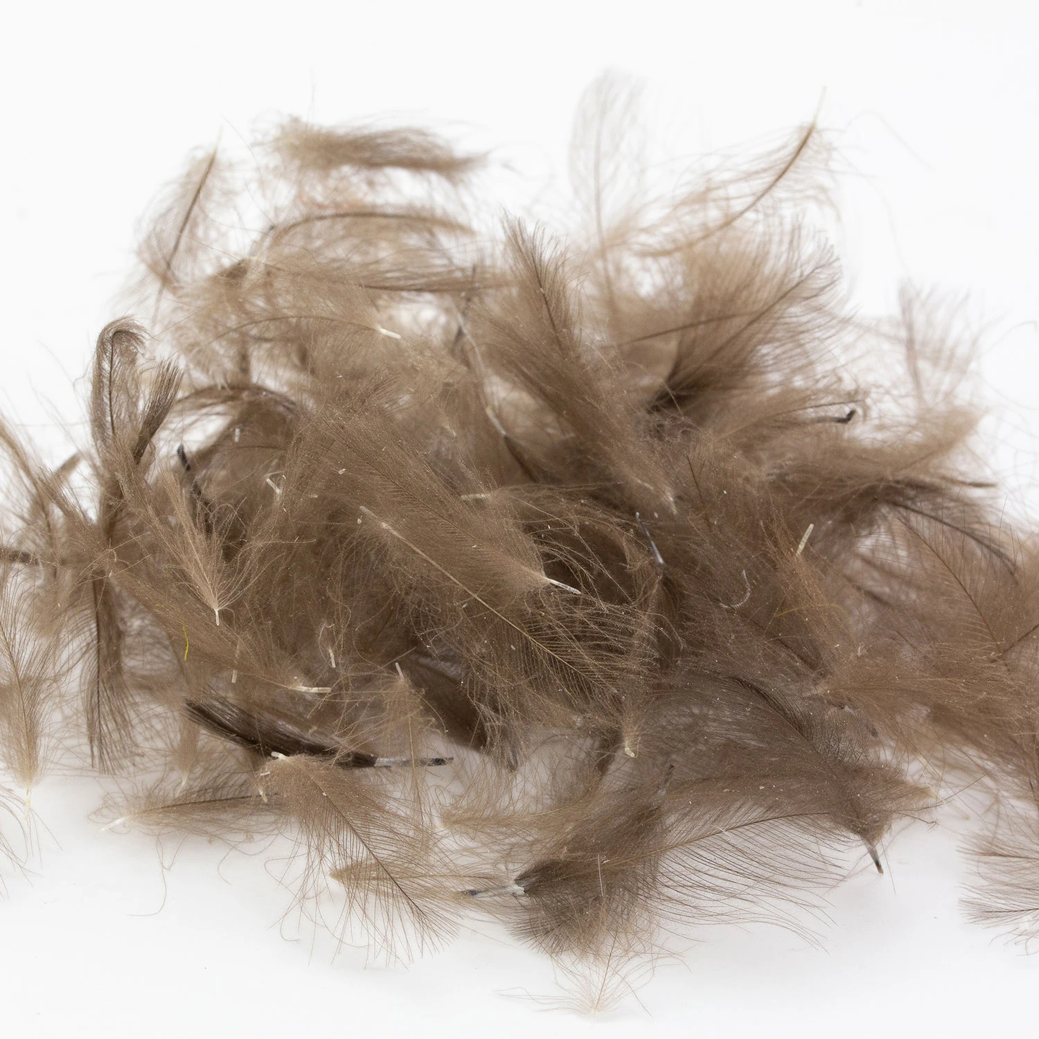 CDC Feathers CDC Feathers