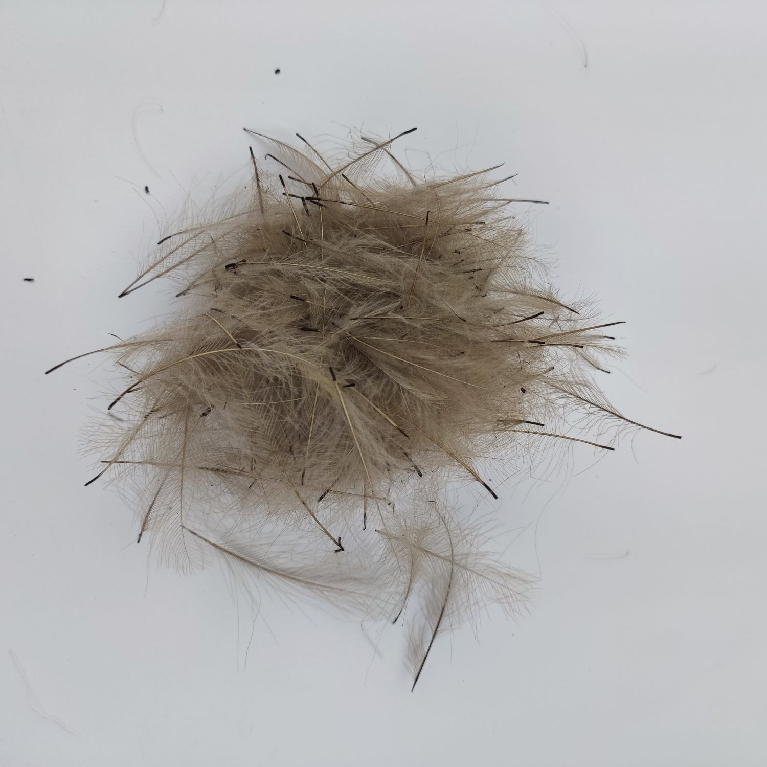 Plumes CDC Naturelles Pour Montage De Mouche – Pechetruite, 1g (~120 Plumes), Couleurs Vives, Tailles 3-6 Cm