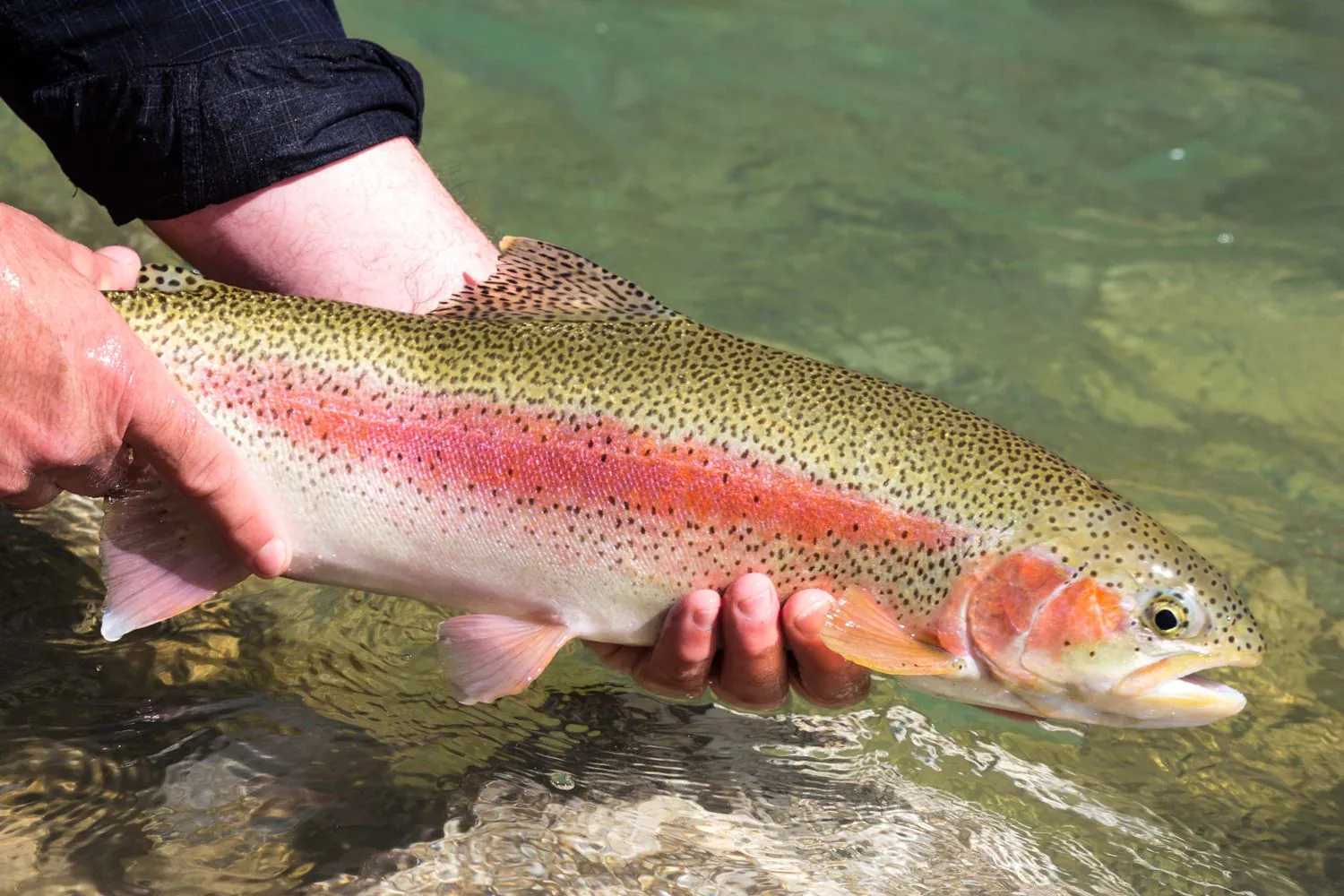 Regenbogenforelle Deutsche Traun, Bayern - Rudi Heger Fliegenfischen Regenbogenforelle Deutsche Traun, Bayern - Rudi Heger Fliegenfischen