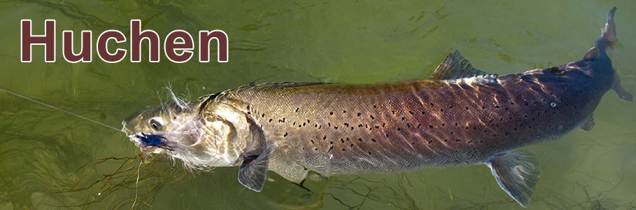 Fliegenfischen auf Huchen