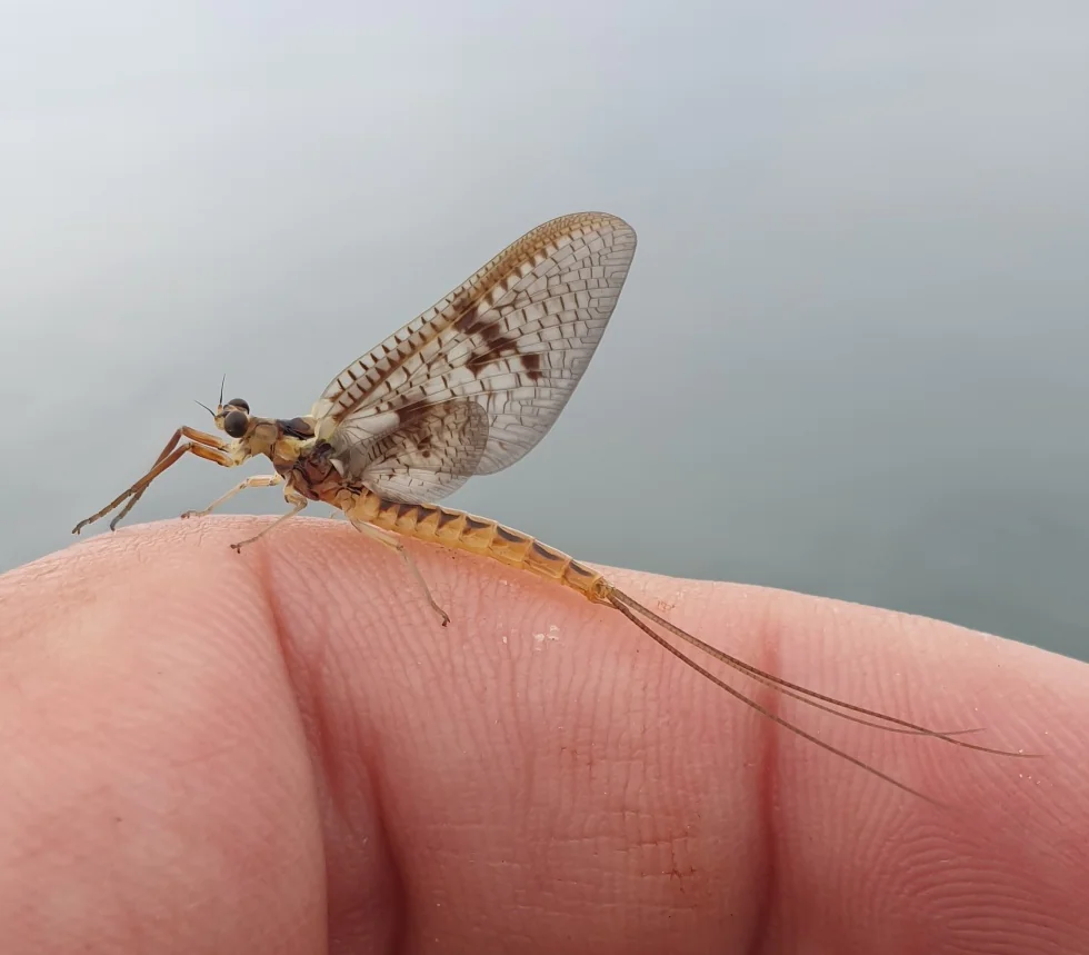 Maifliege auf dem Finger - Fliegenfischen Rudi Heger Maifliege auf dem Finger - Fliegenfischen Rudi Heger