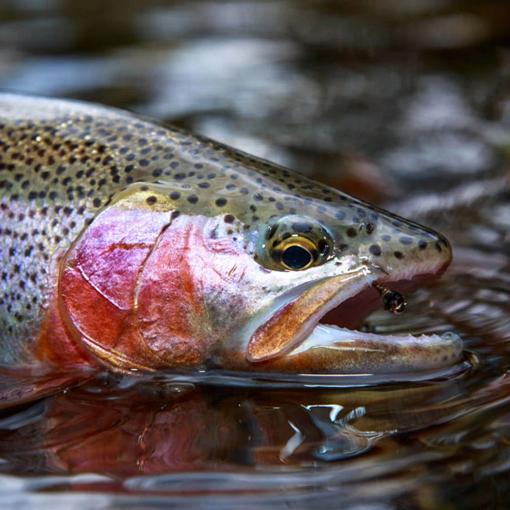 Fly Fishing Courses