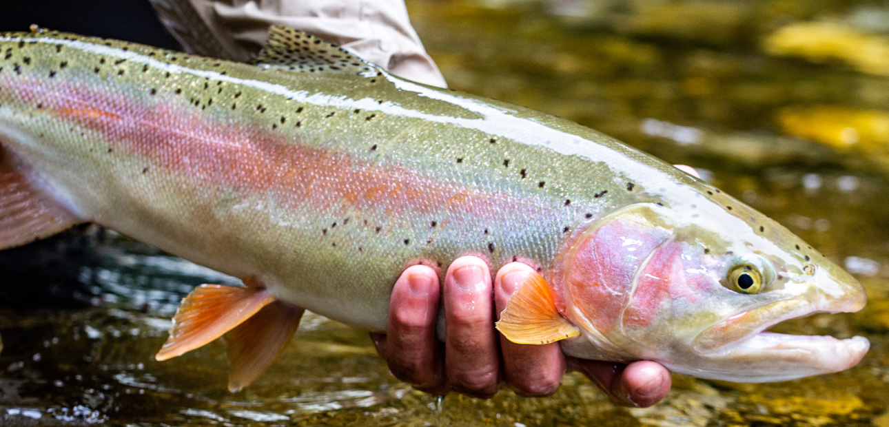 Fliegenfischen Bayerische Traun, Regenbogenforelle Foto: R.Raacke Fliegenfischen Bayerische Traun, Regenbogenforelle Foto: R.Raacke