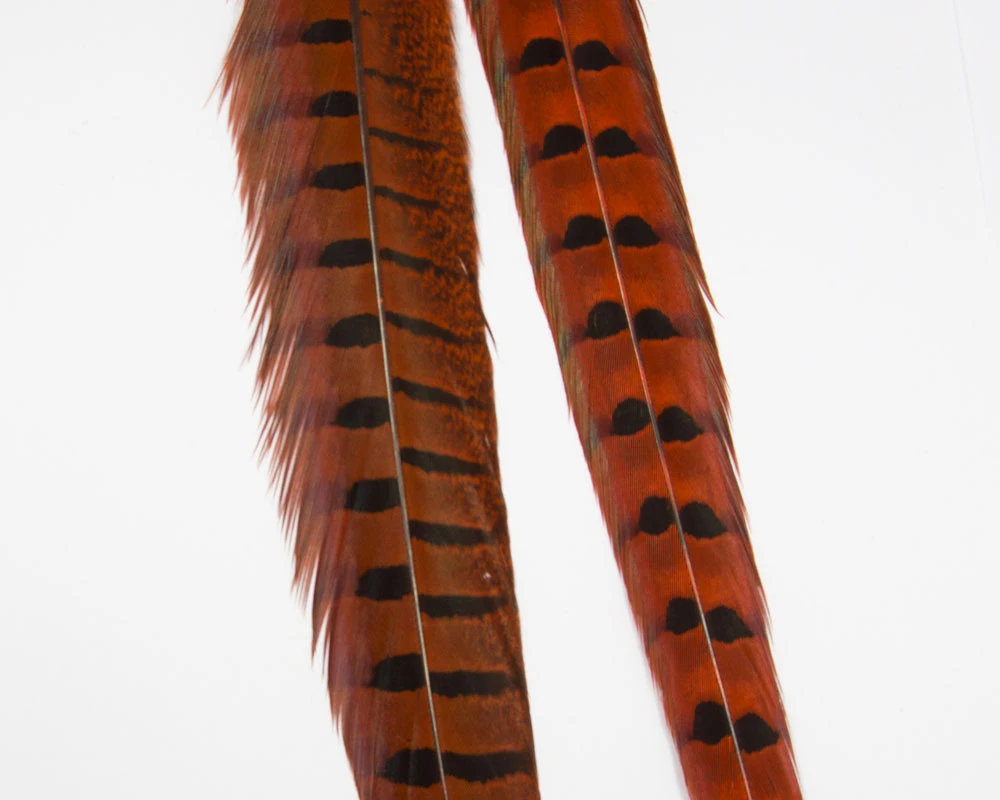 Pheasant Centre Tails Pheasant Centre Tails