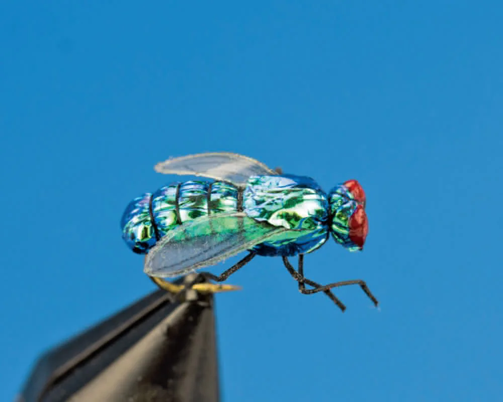 Schmeißfliege realistic Schmeißfliege realistic