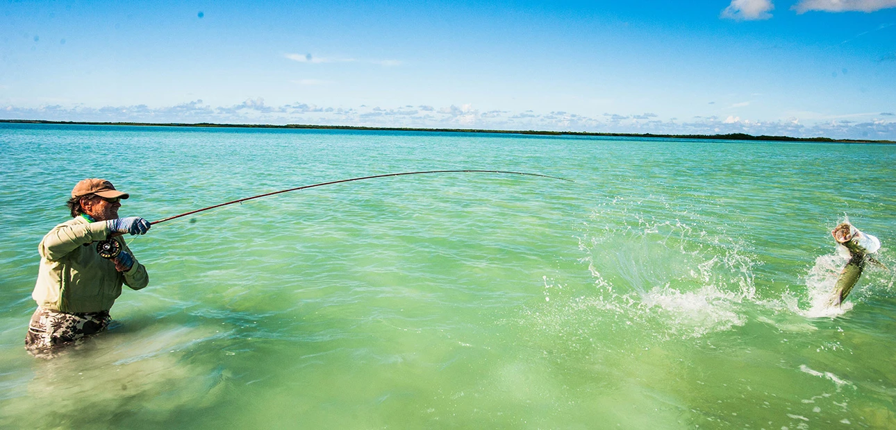 Fliegenfischen Salzwasser Tarpon Sprung Fliegenfischen Salzwasser Tarpon Sprung