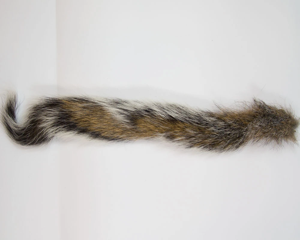 Squirrel Tails Squirrel Tails