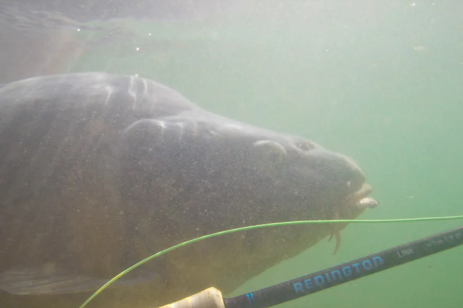 Fliegenfischen auf Karpfen - Unterwasser Fliegenfischen auf Karpfen - Unterwasser