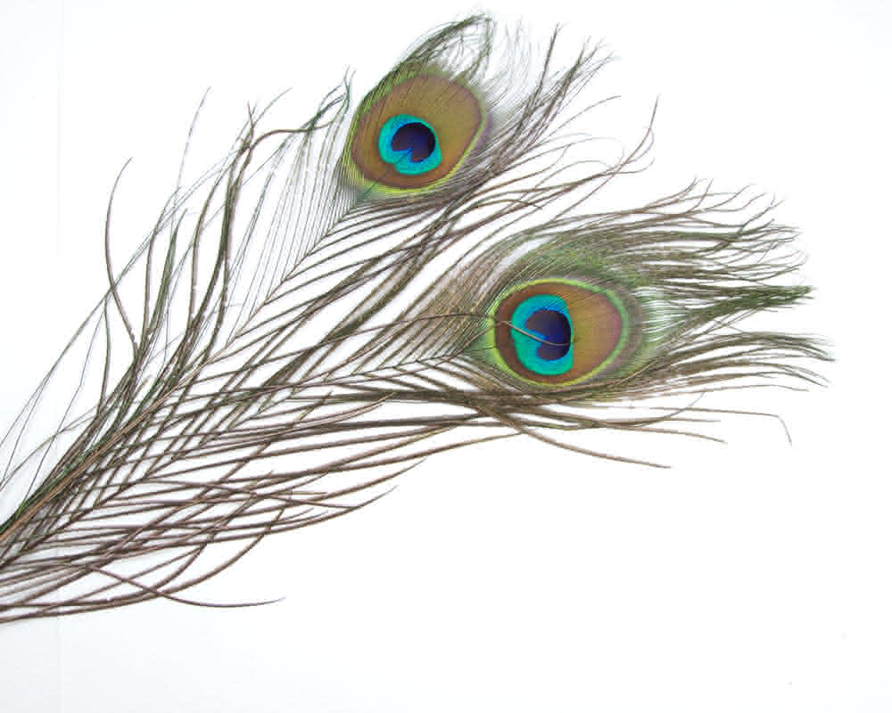 Peacock Eyes