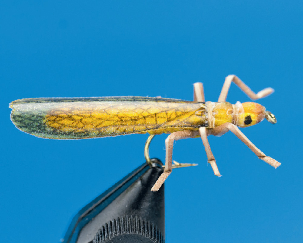 Giant Stonefly (golden)