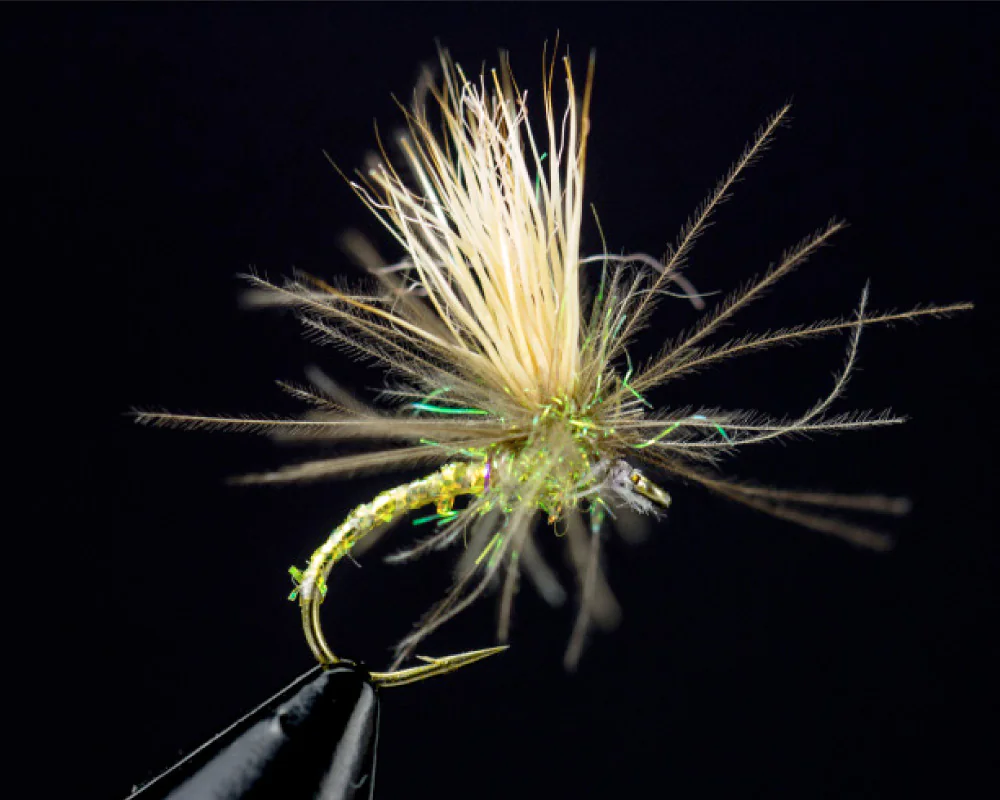 CDC Appetizer (yellow) CDC Appetizer (yellow)