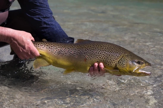 große Bachforelle aus der deutschen Traun von Rudi Heger - Fliegenfischen große Bachforelle aus der deutschen Traun von Rudi Heger - Fliegenfischen