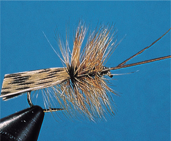 Brown Sedge