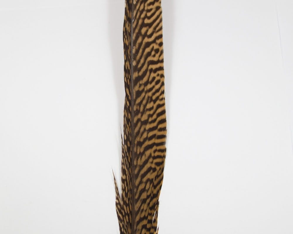 Golden Pheasant Centre Tail Feather