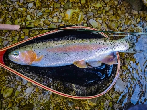 Regenbogenforelle im Watkescher - Weiße Traun Rudi Heger Regenbogenforelle im Watkescher - Weiße Traun Rudi Heger