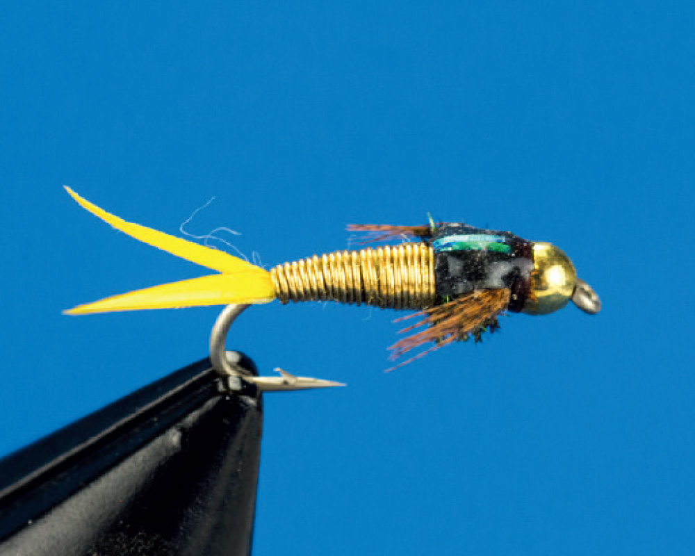 Goldkopf Copper Nymph (gold)