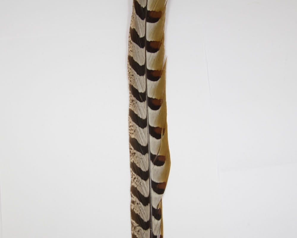 King Pheasant Tail Feather