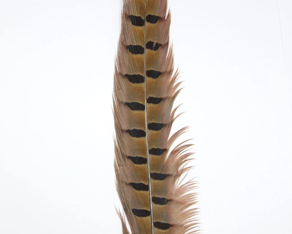 Fasanenstoßfeder Fasanenstoßfeder