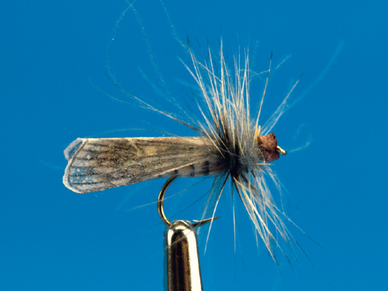 Grey Caddis