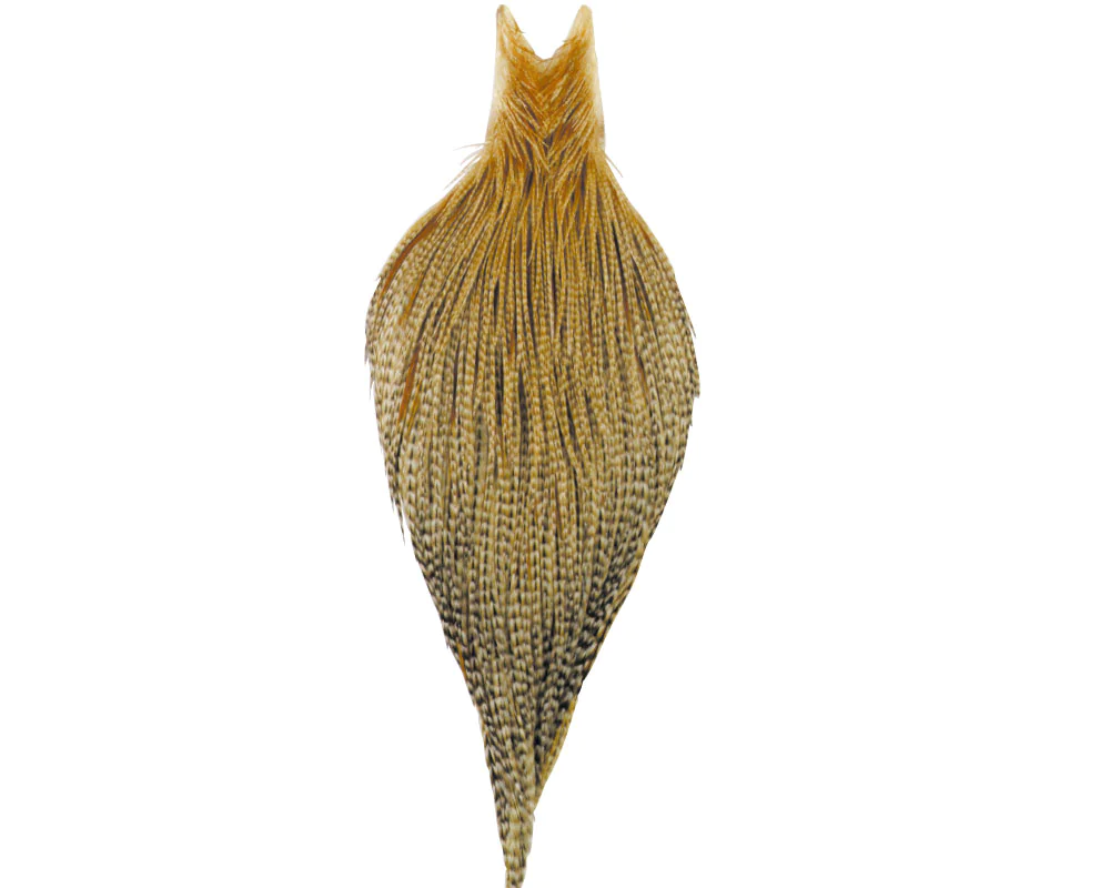 Balg (Qualität bronce) Balg (Qualität bronce)