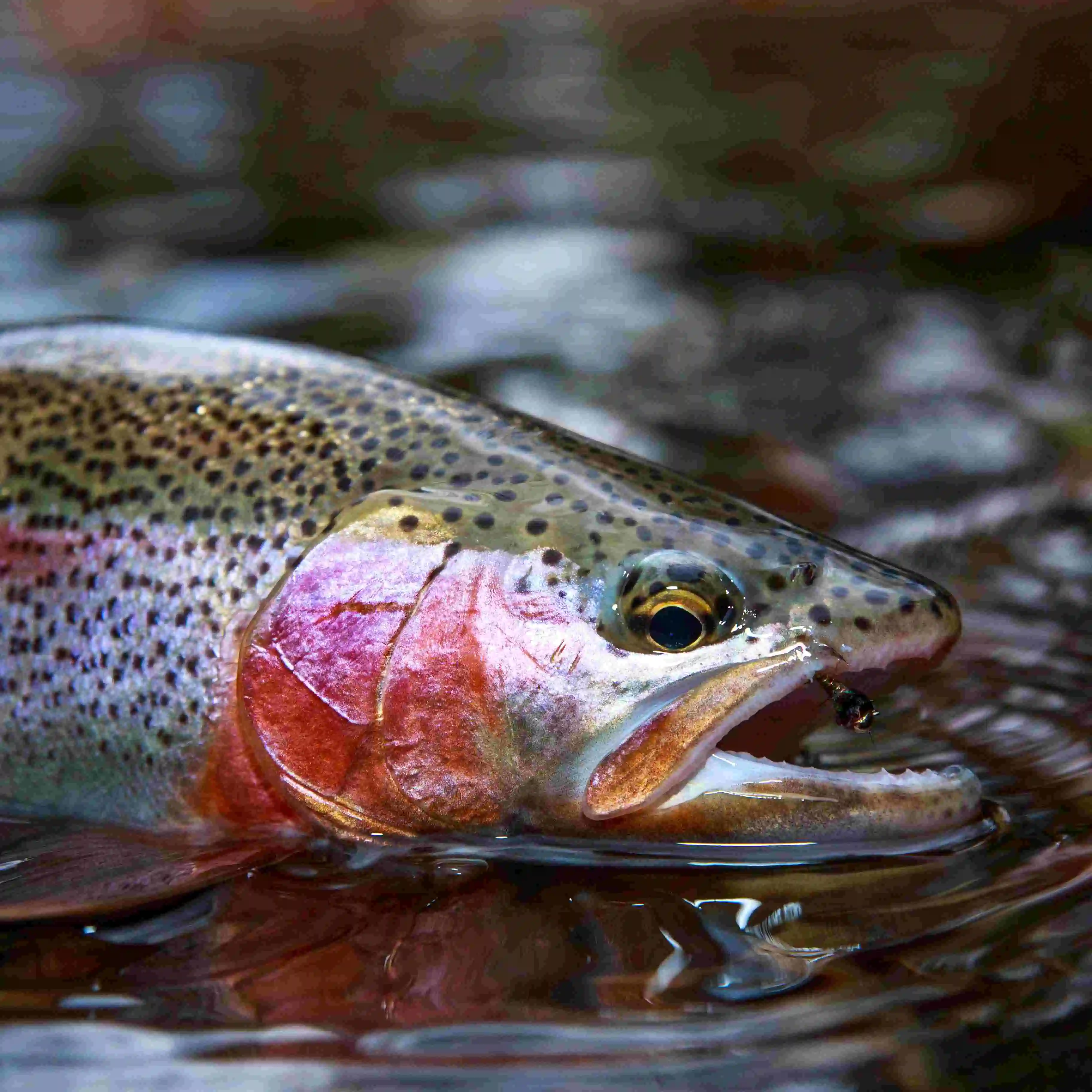 Fliegenfischen Regenbogenforelle, Deutsche Traun, Bayern, Rudi Heger Fliegenfischen Regenbogenforelle, Deutsche Traun, Bayern, Rudi Heger