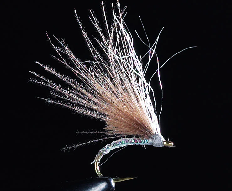 CDC Grayling Stillborn CDC Grayling Stillborn
