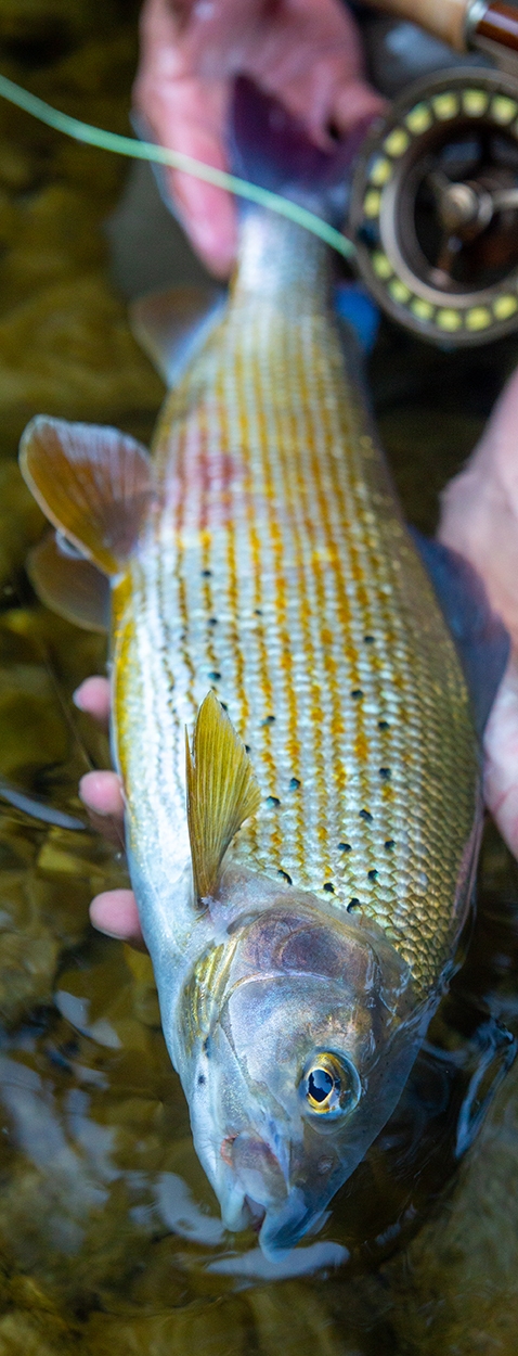 Fliegenfischen auf Äsche. R.R Fliegenfischen auf Äsche. R. Raacke