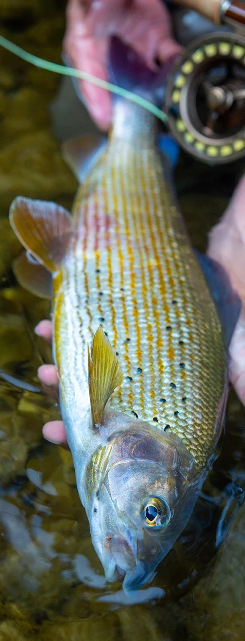 Fliegenfischen auf Äsche. R.R Fliegenfischen auf Äsche. R. Raacke
