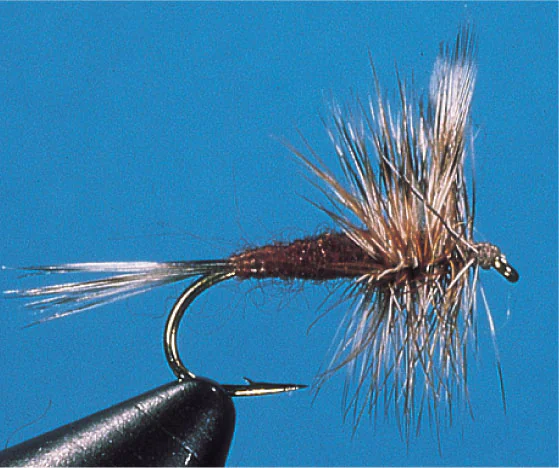 Brown Adams Brown Adams