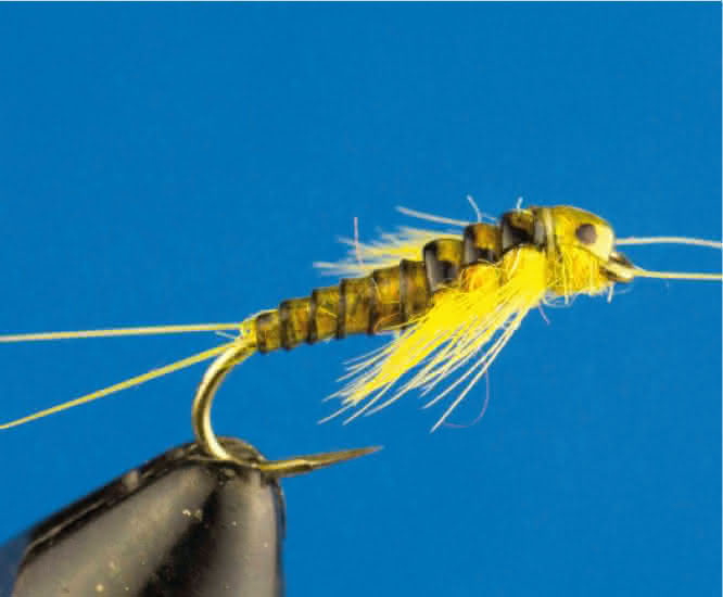 Stonefly Sally Nymph