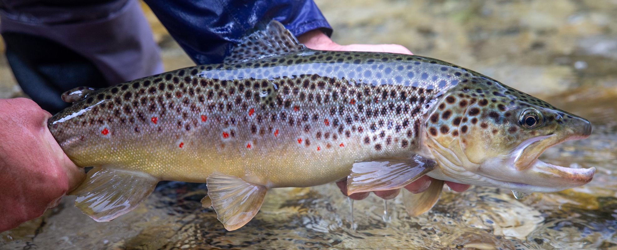 Fliegenfischen prachtvolle Bachforelle aus der bayerischen Traun Fliegenfischen prachtvolle Bachforelle aus der bayerischen Traun
