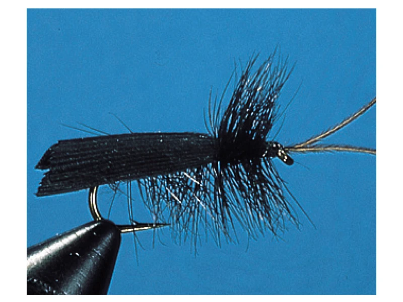 Black Sedge Black Sedge