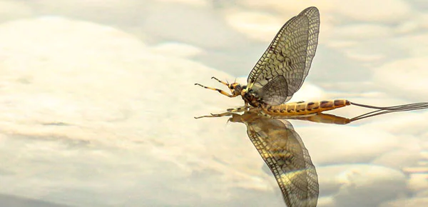 Maifliege