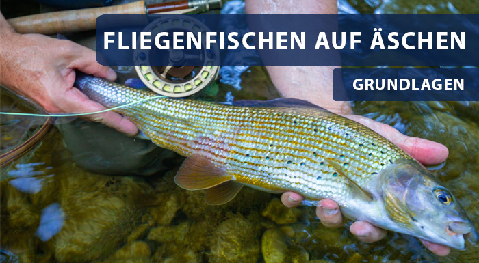 Fliegenfischen auf Äsche - die Basics Fliegenfischen auf Äsche - die Basics