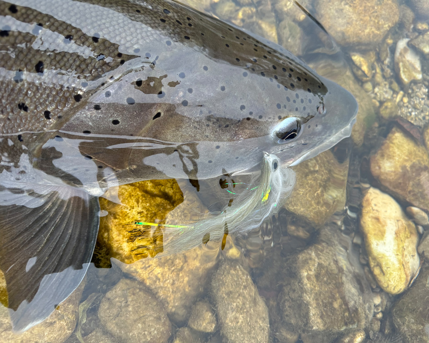 Boom Baitfish (brown/tan) # 6/0